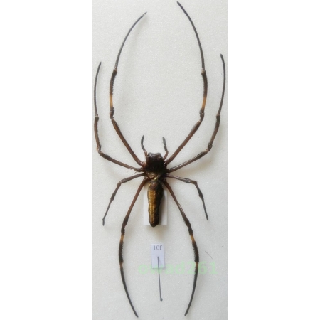 Nephila pilipes (Fabricius, 1793) +130mm Indonesia, Java Is10f